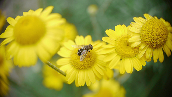 Bee Sitting On Yellow Daisy 2
