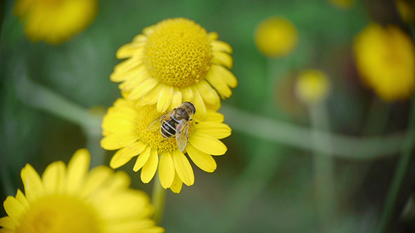 Bee Sitting On Yellow Daisy 3