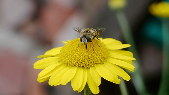 Bee Sitting On Yellow Daisy 5
