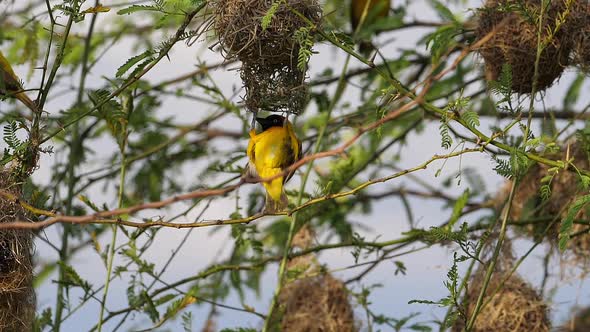 Lesser Masked Weaver, ploceus intermedius, Male standing on Nest, in flight, Flapping wings alt