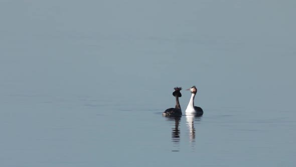 Great Crested Grebe, Birds, Breeding Pair Doing Mating Dance Isolated On Water With Copy Space