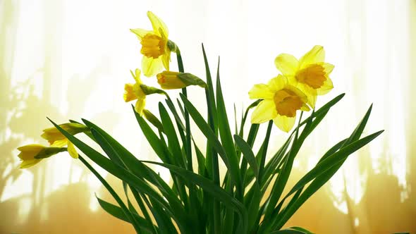 Narcissus Flower Bouquet on the Window Opening Its Blossom Blooming Time Lapse Yellow Spring