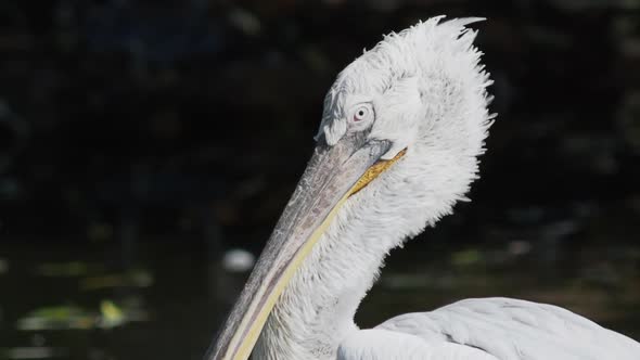 Close Up Portrait of Dalmatian Pelican, Pelecanus Crispus, Staring in Camera. Big Freshwater Bird alt