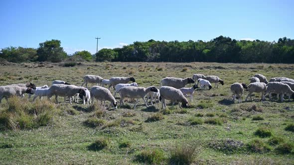 Sheep Seen Grazing on Grass