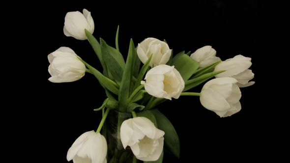 White Tulips Opening alt