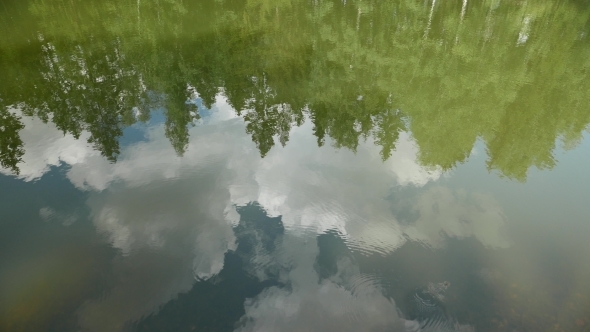 Trees And Sky Reflection In Calm Forest Pond 4K.