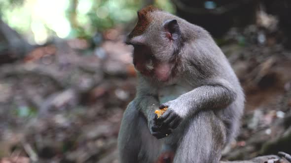 A Balinese Long-Tailed monkey eats bread that tourists gave her in Bali