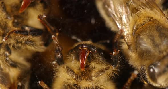 |European Honey Bee, apis mellifera, black bee on a glass / we can see the proboscys alt
