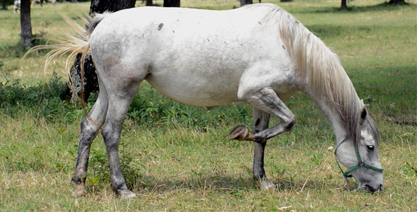 Lipizzan Horse