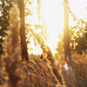Evening Forest - VideoHive Item for Sale