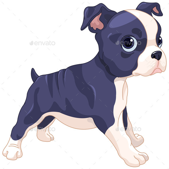Boston Terrier Cub Boston Terrier Cub