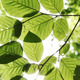 Green Foliage And Sunlight - VideoHive Item for Sale