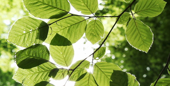 Green Foliage And Sunlight