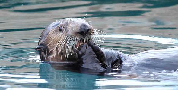 Male Sea Otter Snacks on Mussels