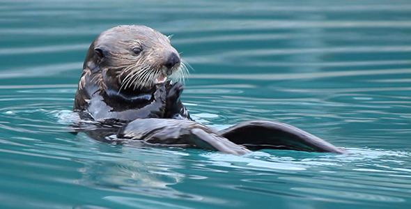 Wild Sea Otter in Blue Harbor