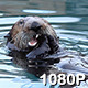 Wild Sea Otter Munches on Shellfish - VideoHive Item for Sale