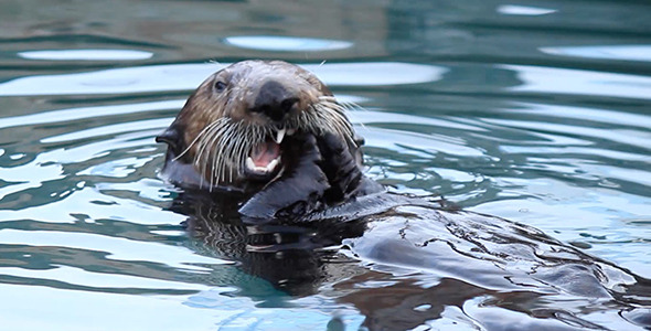 Wild Sea Otter Munches on Shellfish