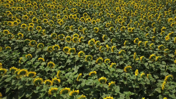 Sunflower Field 3