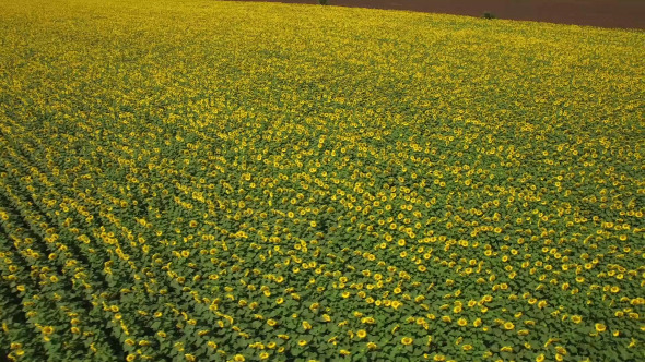 Sunflower Field 5