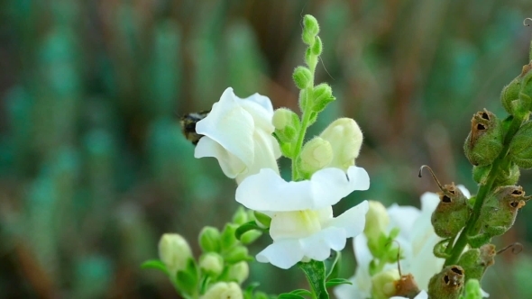 Bumblebee On a Flower Snapdragon alt