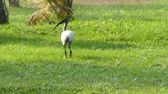Ibis Bird Walking On Meadow alt