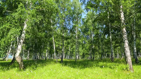Summer Birch Woods In Russia alt