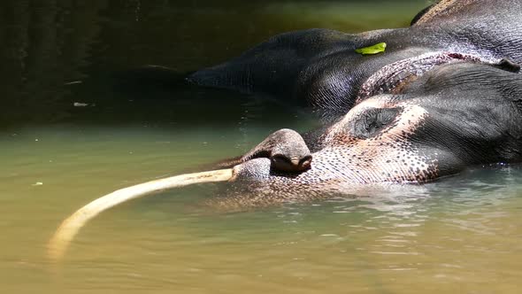 Elephant Is Lying In River In Sri Lanka 2 alt