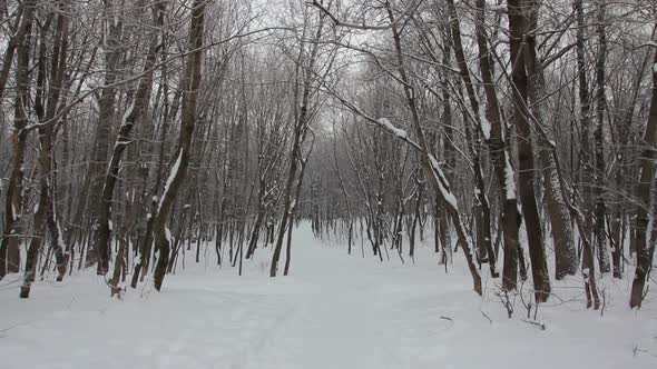 Winter Forest Landscape alt