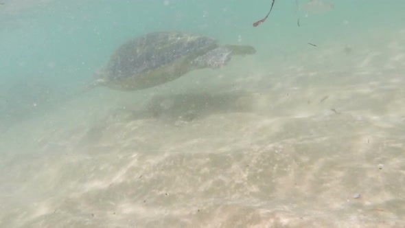 Large Sea Turtle Underwater 5 alt