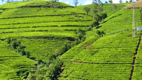 Panorama Of Mountain Tea Plantation In Sri Lanka 2 alt