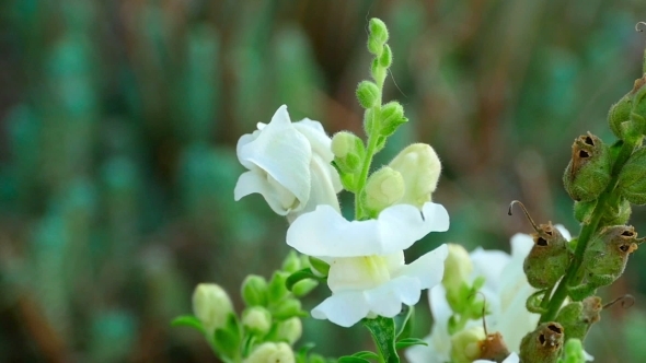 Bumblebee On a Flower Snapdragon alt