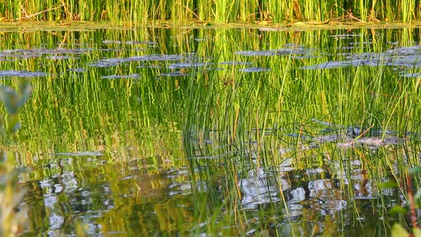 Water Ripple On Summer Pond 3 alt