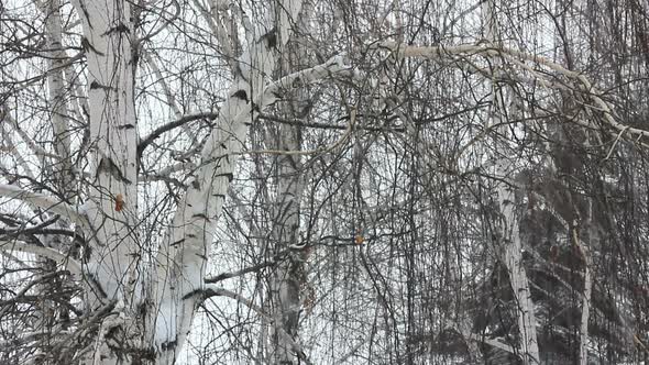 Winter Birch And Snow alt