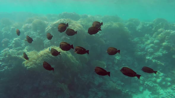 School Of Zebrasoma Fish Swims Underwater In The Red Sea alt