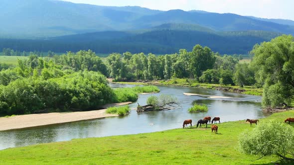 Summer Landscape  River Between Mountains And Grazing Horses 1 alt