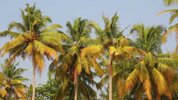 Coconut Palms Under Blue Sky 2 alt