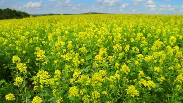 Walking Through Flowering Rapeseed Field 1 alt