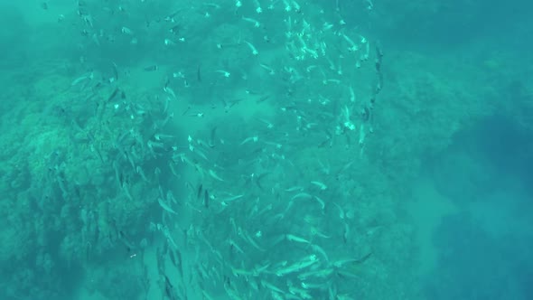 School Of Indian Mackerel (Rastrelliger Kanagurta) Feeding In Red Sea, Egypt 5 alt