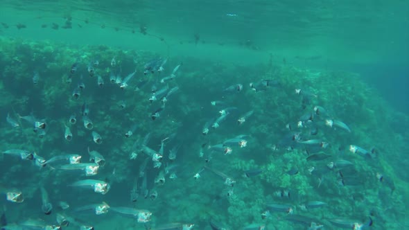 School Of Indian Mackerel (Rastrelliger Kanagurta) Feeding In Red Sea, Egypt 4 alt