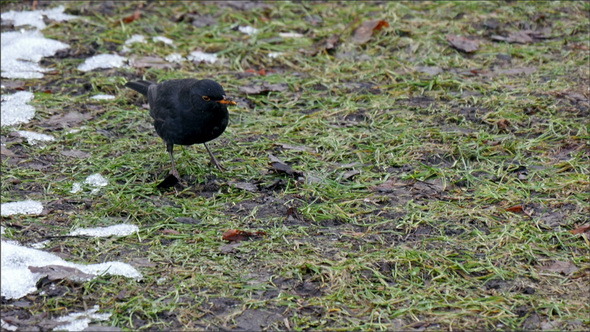 A Blackbird Hopping on the Ground