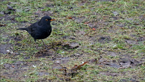 The Turdus Merula Picking Some Food on the Ground
