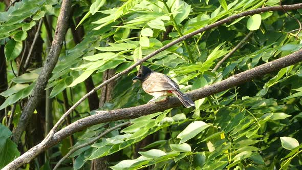 Mountain Bulbul Bird (Ixos Mcclellandii Peracensis) alt
