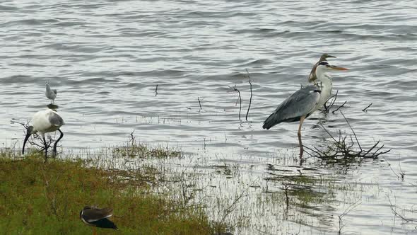 Wild Birds On The Lake alt