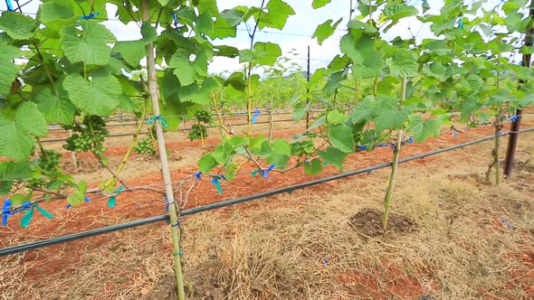 Grape Garden Plant In Thailand 5 alt