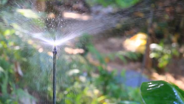 Springer Water For Tree alt