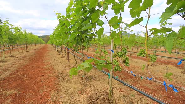 Grape Garden Plant In Thailand 4 alt