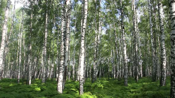 Summer Birch Forest In Russia 1 alt