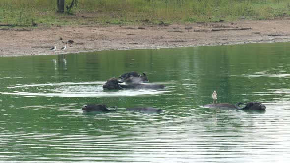 Wild Buffalo Bathing In The Lake In Sri Lanka 2 alt
