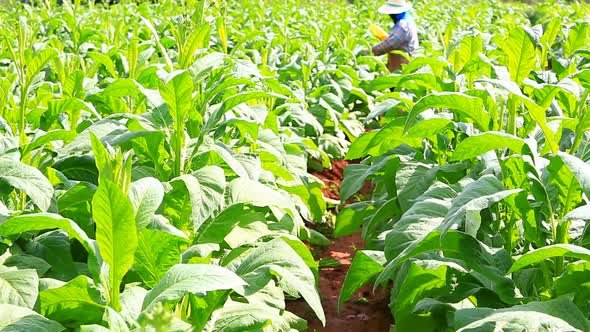 Thai Woman Put Insecticide And Fertilizer In Tobacco Plant 4