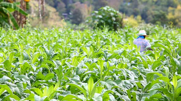 Thai Woman Put Insecticide And Fertilizer In Tobacco Plant 1 alt